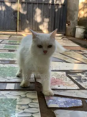 Persian Cat