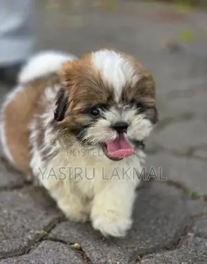Shih Tzu