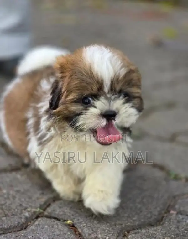 Shih Tzu
