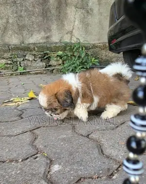 Shih Tzu