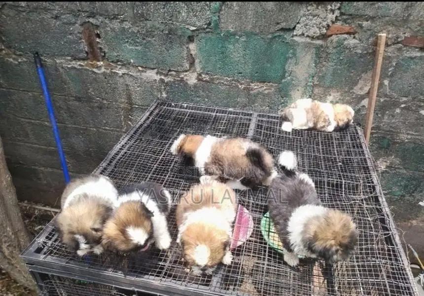 Shih Tzu