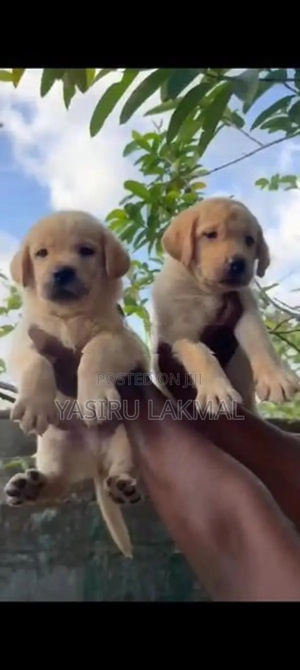 Labrador