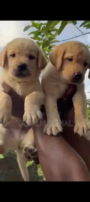 Labrador