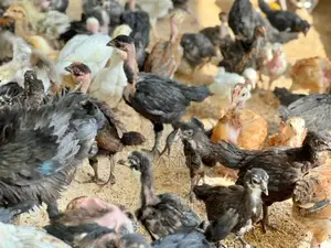 நாட்டுக் கோழி