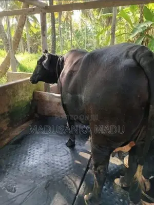 Kiri Gawayan