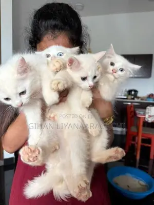 Persian Kittens
