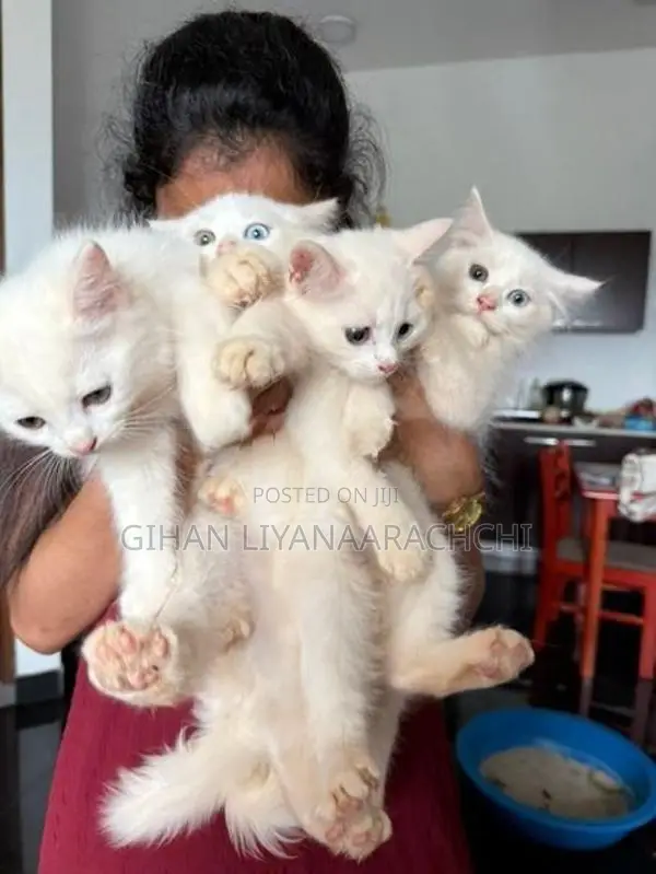 Persian Kittens