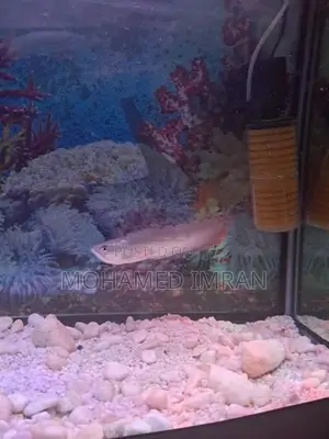 Arowana