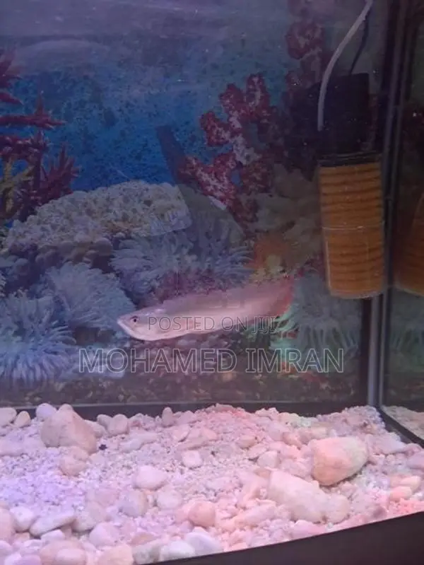 Arowana