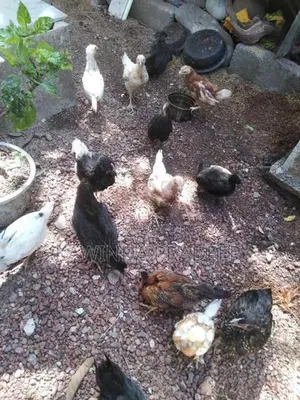ගම් කුකුල් පැටව්