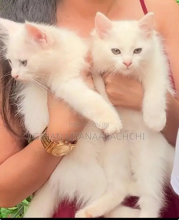 Persian Kittens
