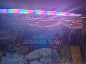 Arowana