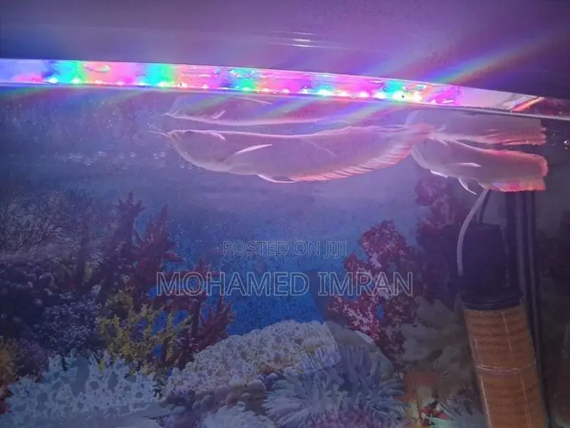 Arowana