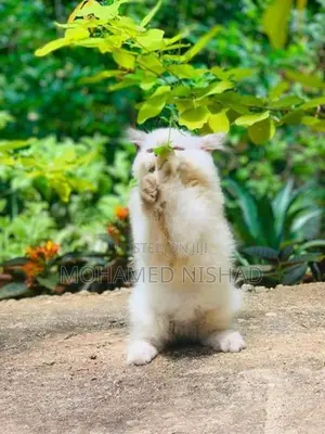 Persian Cat