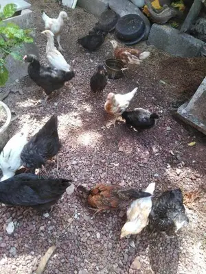 ගම් කුකුල් පැටව්