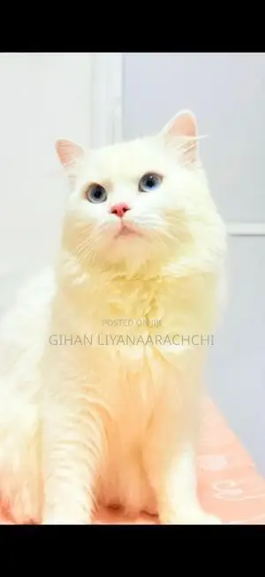 Persian Kittens