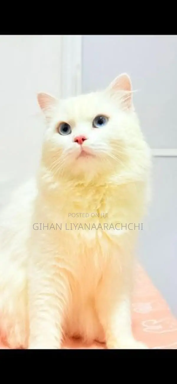 Persian Kittens