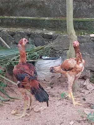 Erode Rooster