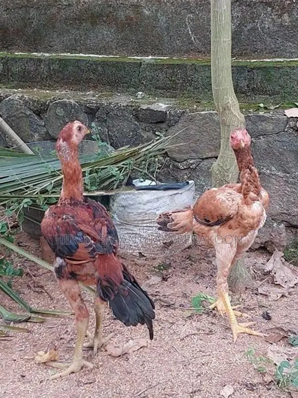 Erode Rooster