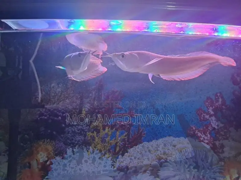 Arowana
