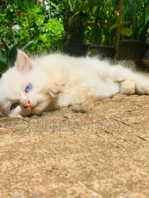 Persian Cat