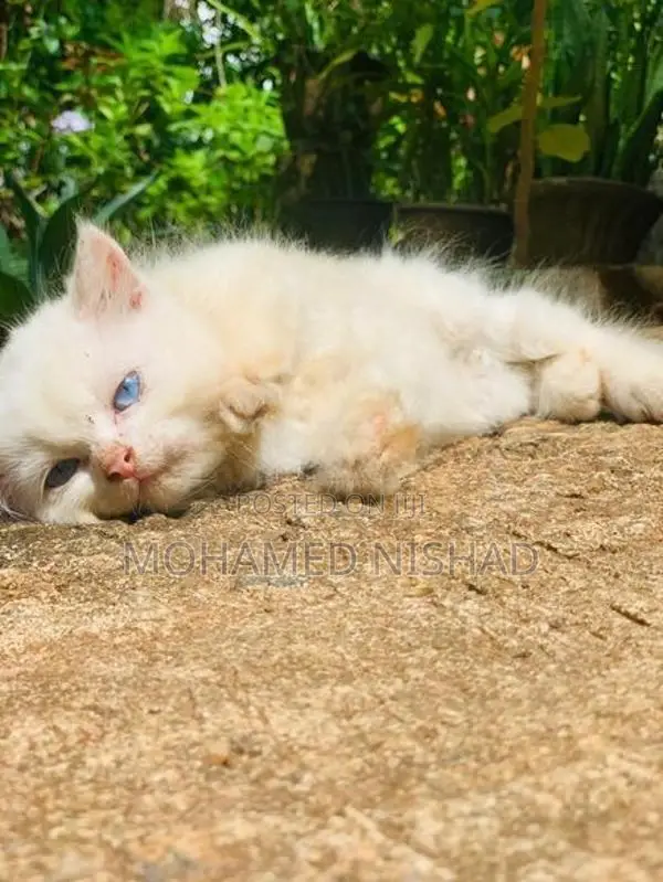 Persian Cat