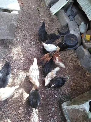 ගම් කුකුල් පැටව්