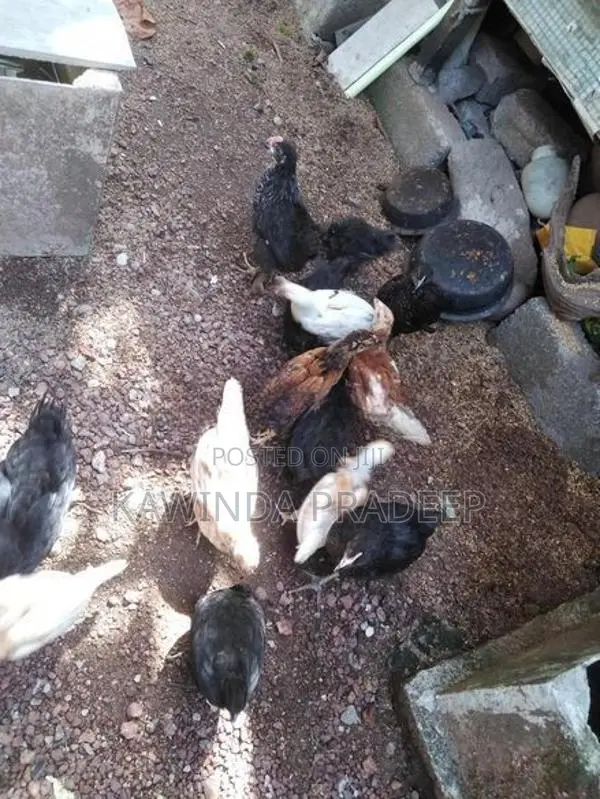 ගම් කුකුල් පැටව්
