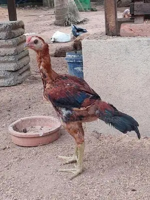 Erode Rooster