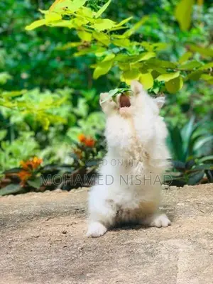 Persian Cat