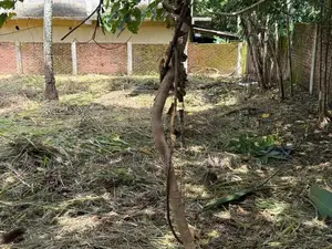 24P Prime Land for Sale - Moses Avenue, Kalagedihena | SL14684