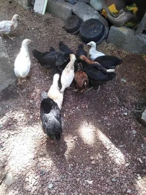 ගම් කුකුල් පැටව්