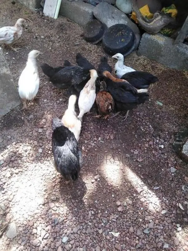 ගම් කුකුල් පැටව්