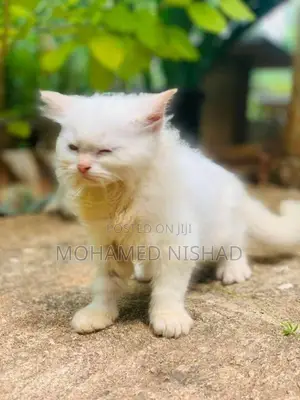 Persian Cat