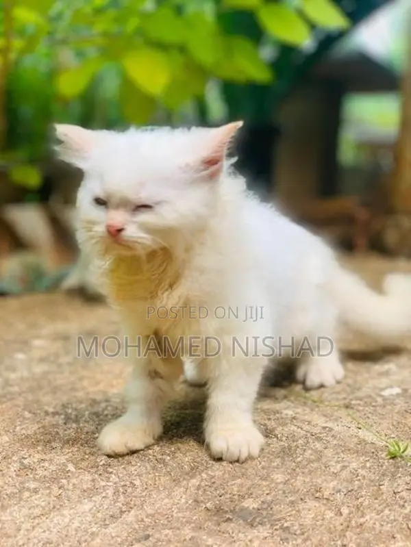 Persian Cat