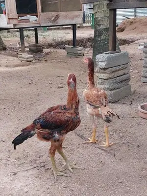 Erode Rooster