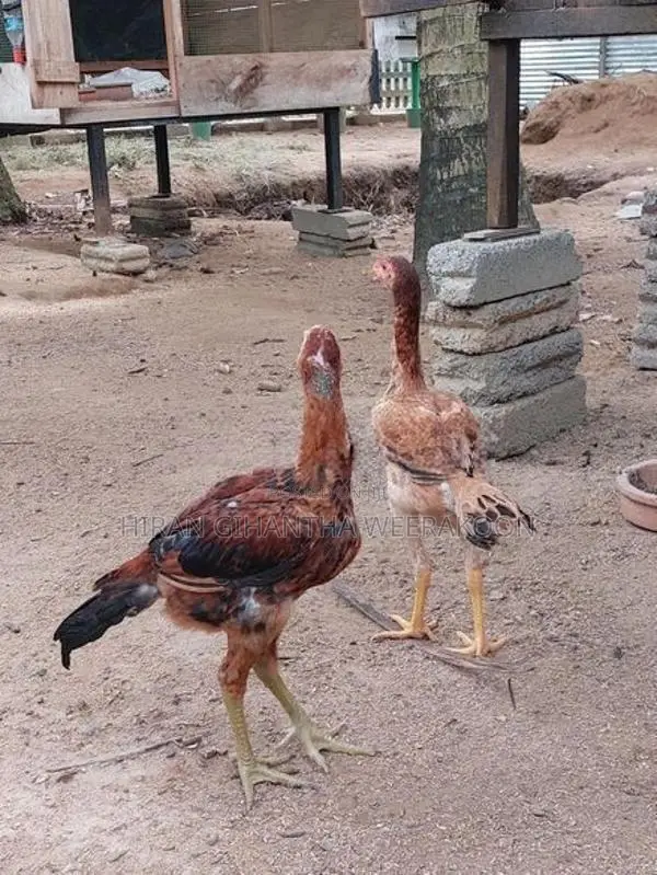 Erode Rooster