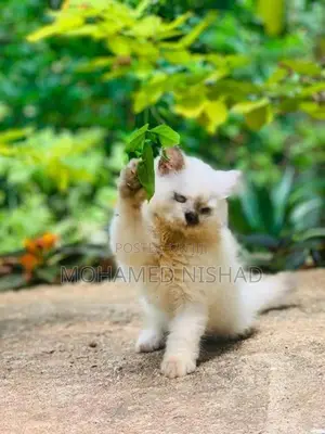 Persian Cat