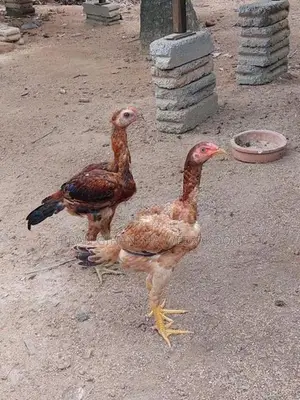 Erode Rooster