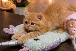 Persian Kitten