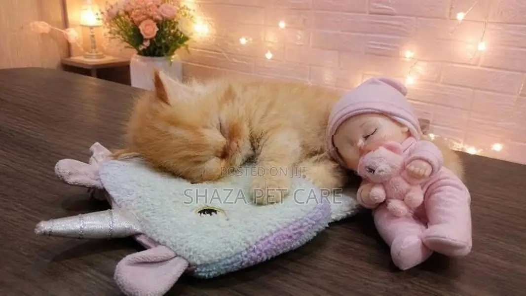 Persian Kitten