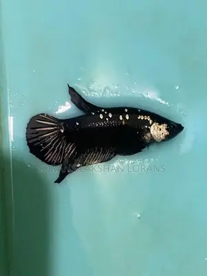 Fighter Fish