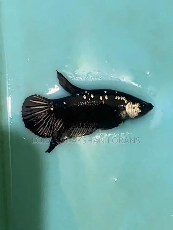 Fighter Fish