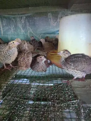 Quail Chicks