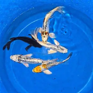 Veil-Tail Koi Fish