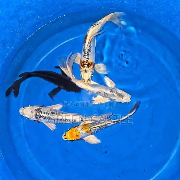 Veil-Tail Koi Fish