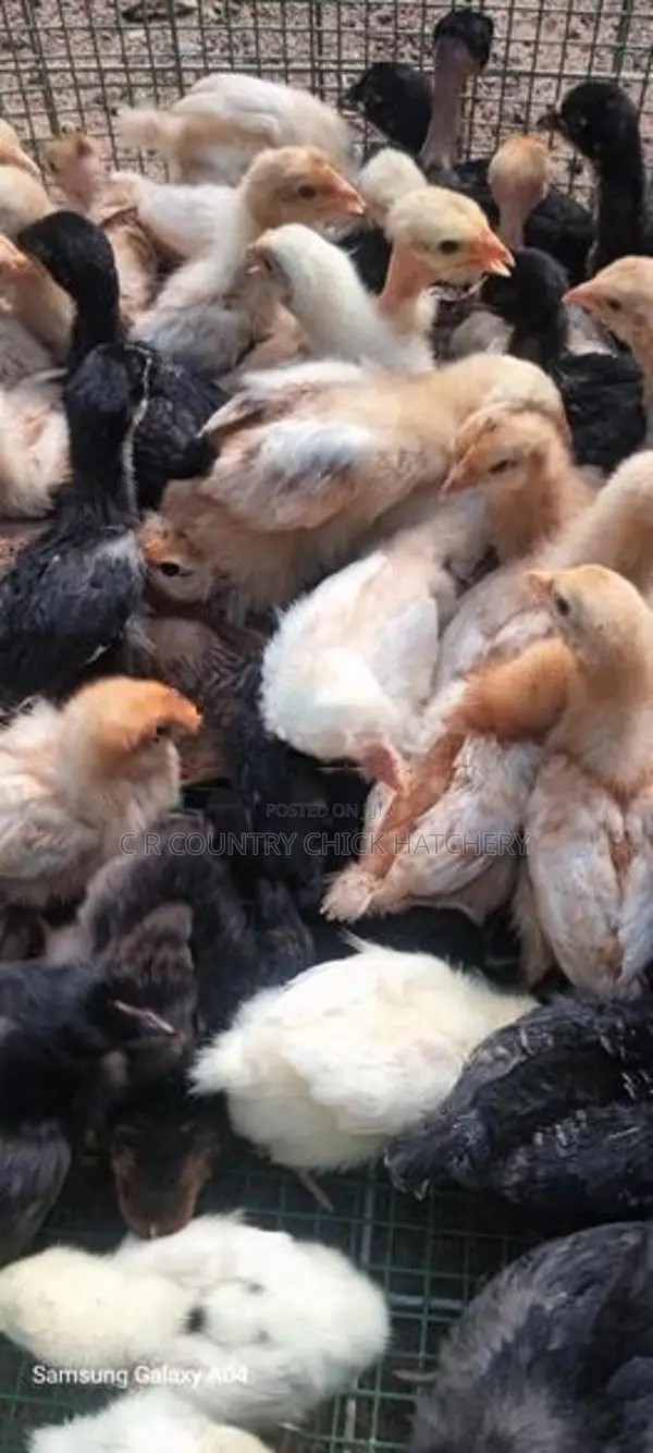 Country Chicks