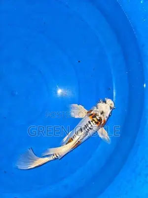 Veil-Tail Koi Fish