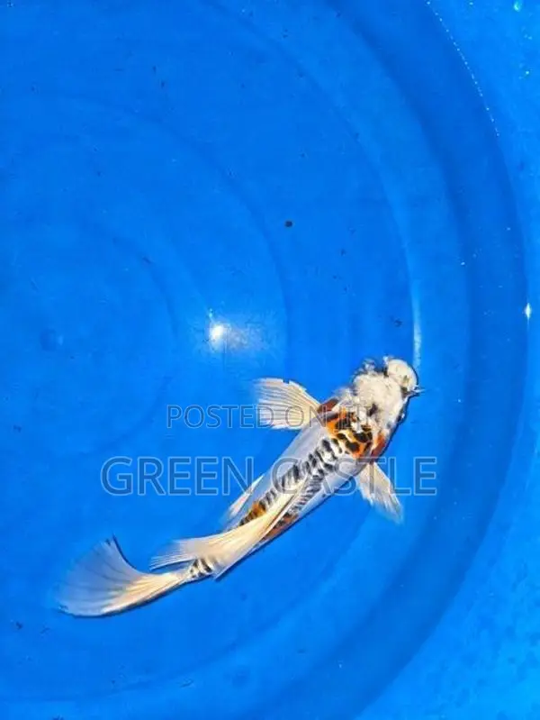 Veil-Tail Koi Fish