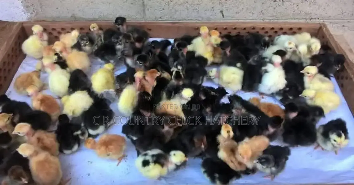 Country Chicks